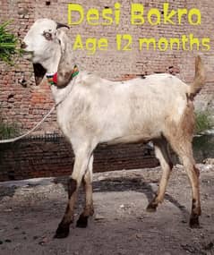 Desi Bakra