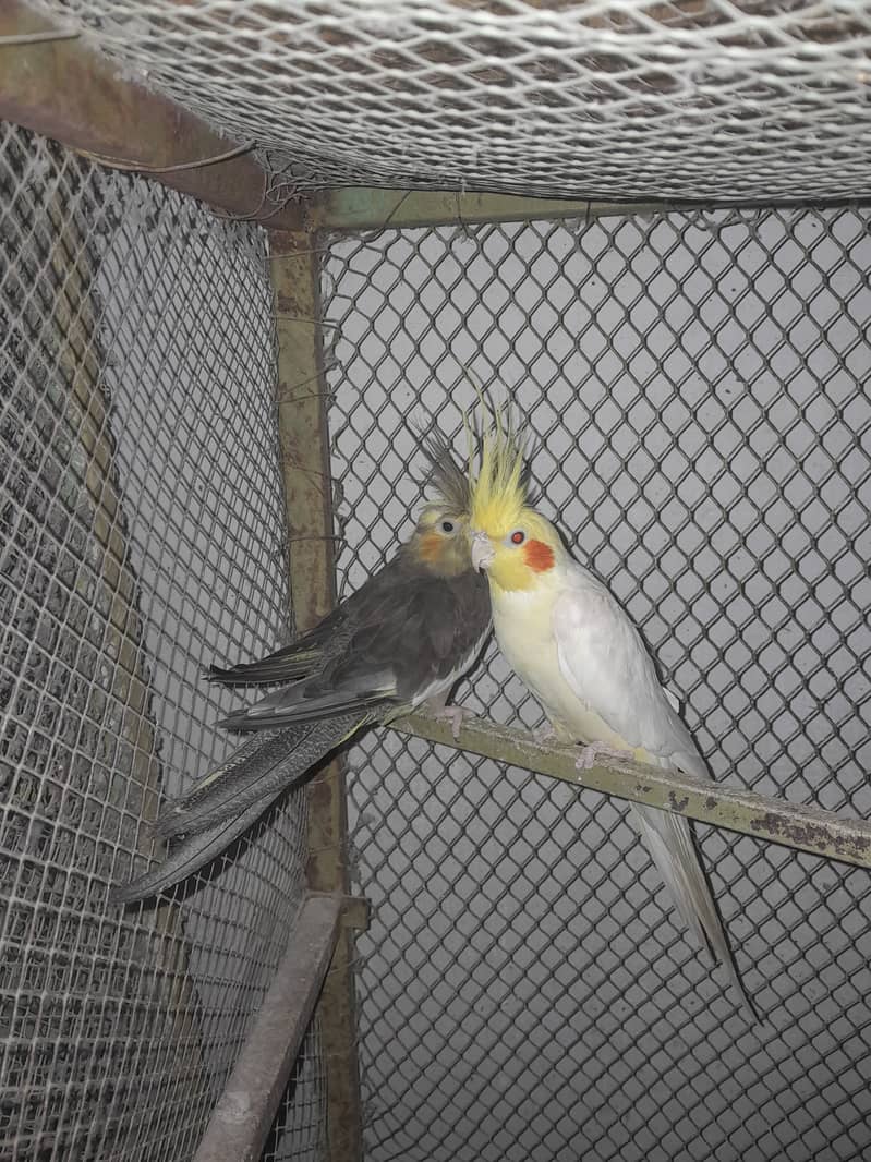 Cocktail breeder pair forsale 0