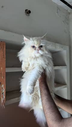 blues eyes, calico,bay, studer male