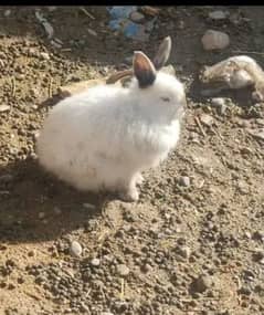 angora ang califonia breed 2000 singal pair 3800