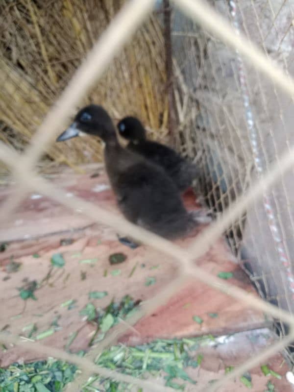 Duck Chicks 1