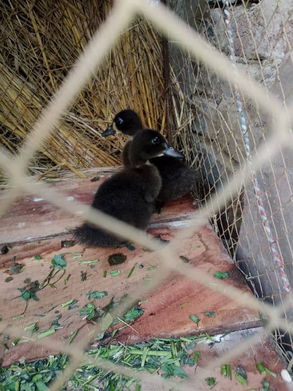 Duck Chicks 3