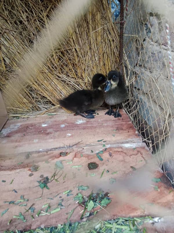 Duck Chicks 4