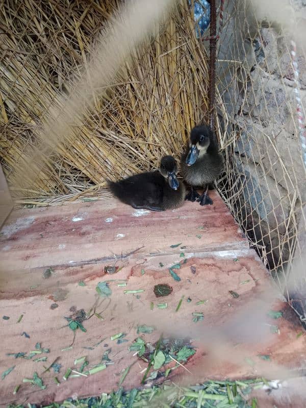 Duck Chicks 5