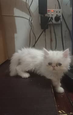 cfa peke face/piki face Kittens|persian cat|cute|tripple coat|fluffy