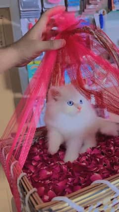 Persian kitten for urgent sale my WhatsApp number 0331 9289880