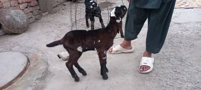 bakri k bachay for sale