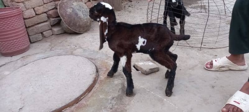 bakri k bachay for sale 1