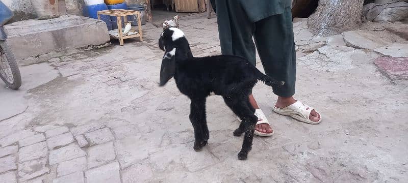 bakri k bachay for sale 2