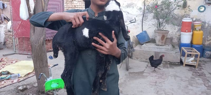 bakri k bachay for sale 3