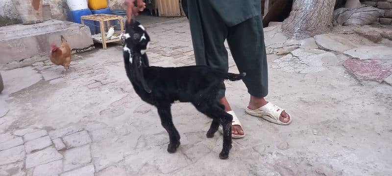 bakri k bachay for sale 4