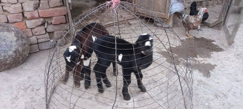 bakri k bachay for sale 5