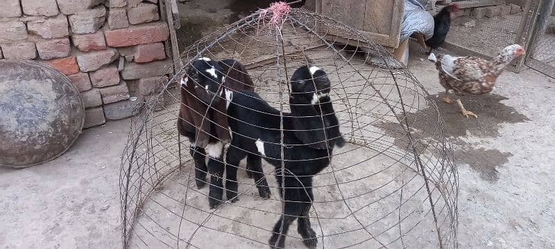 bakri k bachay for sale 6