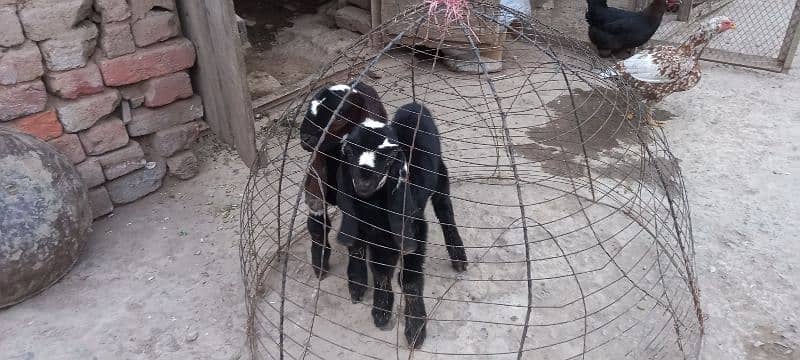 bakri k bachay for sale 7