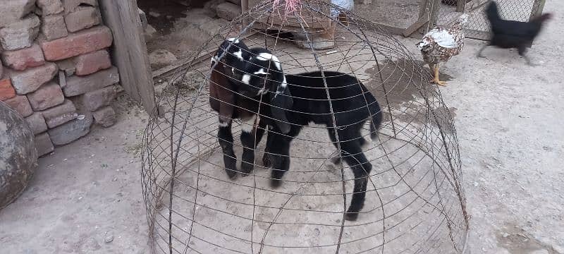 bakri k bachay for sale 8