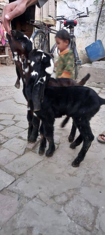 bakri k bachay for sale 10