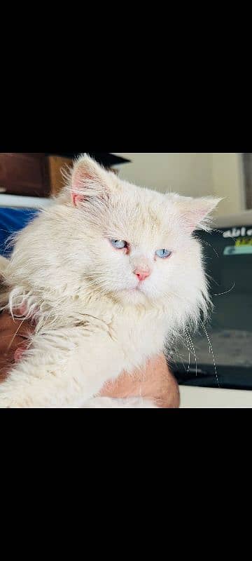 Blue Eyes - Semi Punch face Male 0