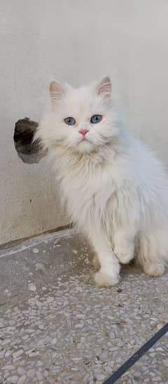 Persian female 1 year