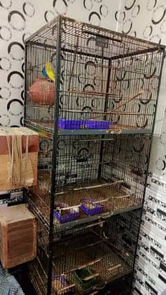 3latino 1 coktel 2australian bird and cage