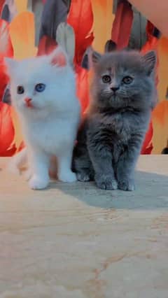 Persian kitten for urgent sale my WhatsApp number 0331 9289880