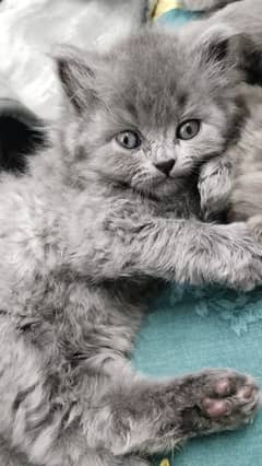 triple Coated Persian kitten for sale