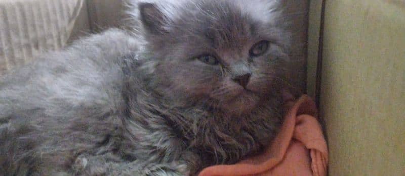 triple Coated Persian kitten for sale 1