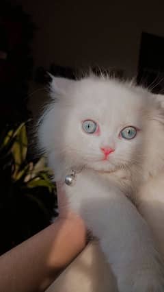 cute Persian kitten