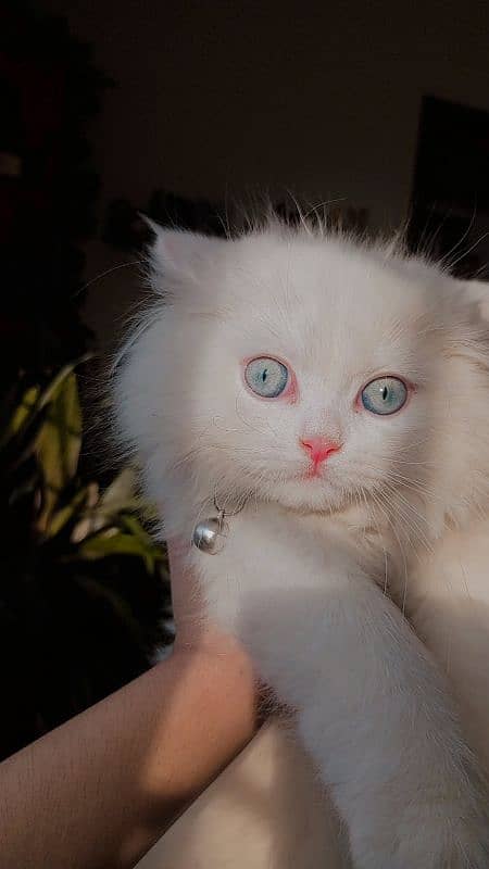 cute Persian kitten 0