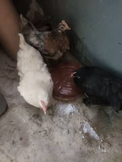 1 YEAR  TRIO EGG FERTILE EGG LING