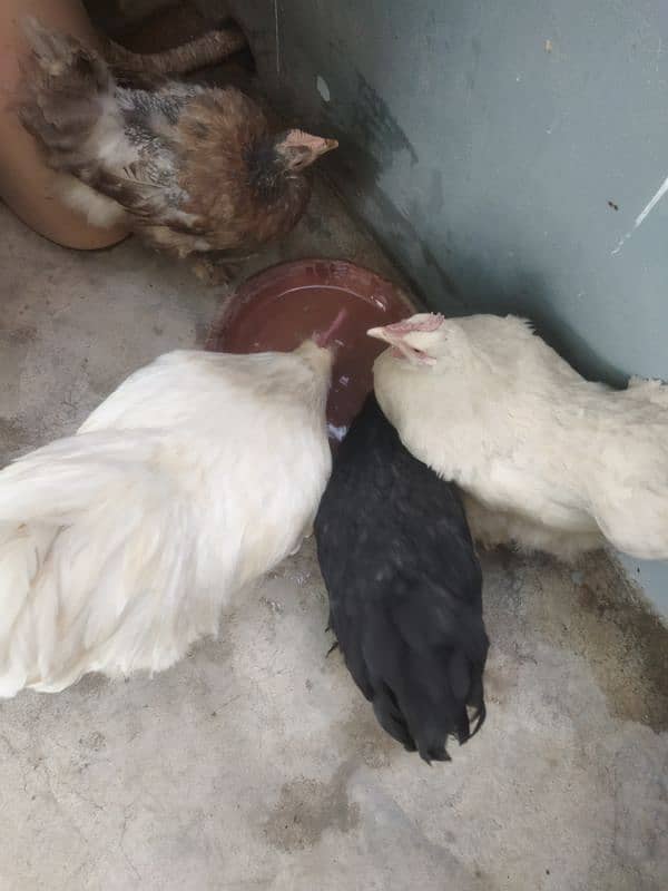 1 YEAR  TRIO EGG FERTILE EGG LING 6