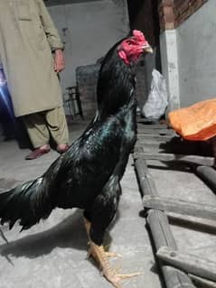 THREE SHAMO CHICKS  PER CHICK 2500rs