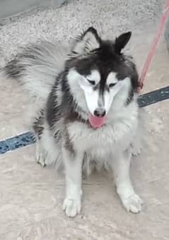 husky female full coat heavy tail