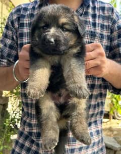 German shepherd black mask