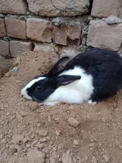 rabbit  breeder pair