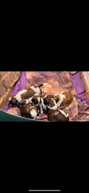 Shitzu Puppies For Sale 0