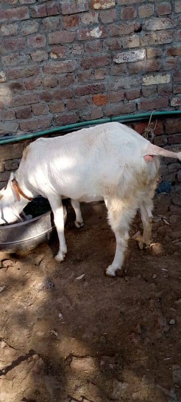 Pure Rajanpuri Bakri 1