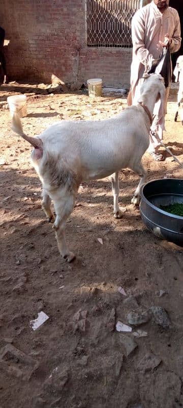 Pure Rajanpuri Bakri 3