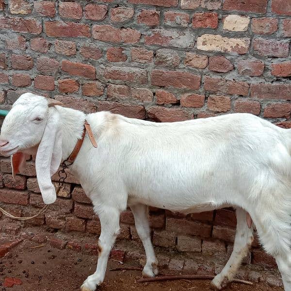 Pure Rajanpuri Bakri 5