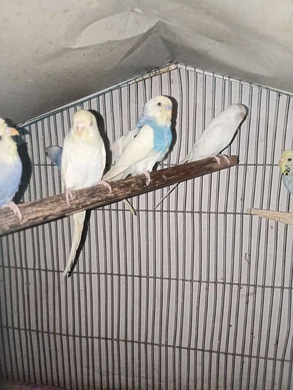 budgies 1