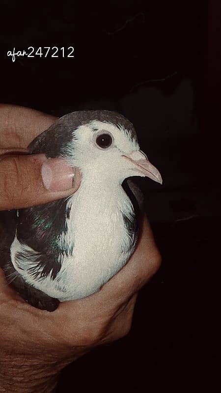 sherazi pigeon 0