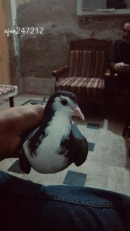 sherazi pigeon 2