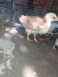 hera murgi or incubator or astulian birds or chiks