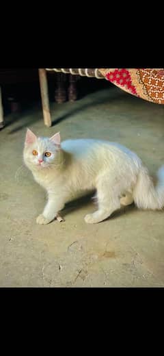 beautiful Persian female cat