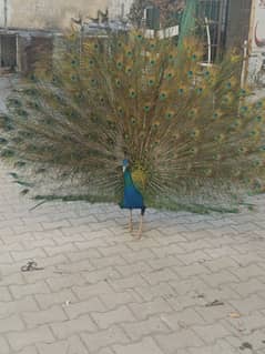 Peacock