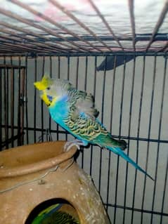 hogoromo male/Budgie