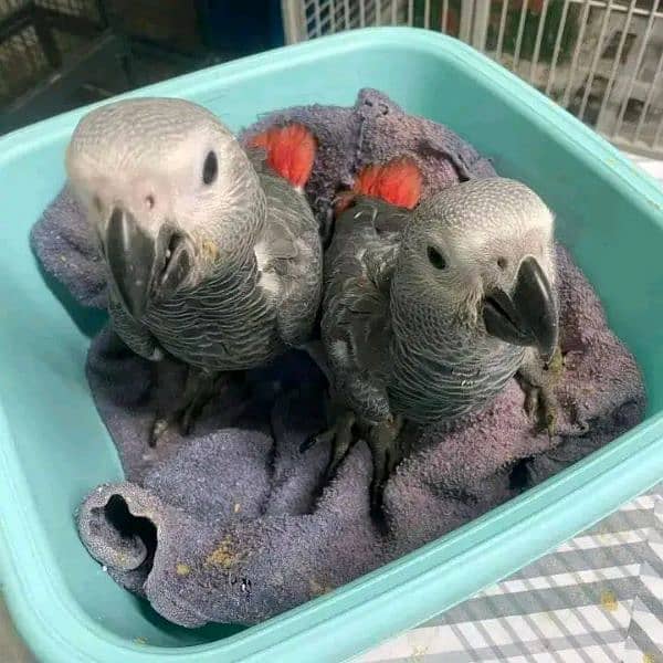 African grey parrot chicks 03274229165 0