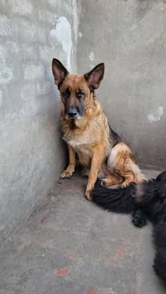 German Shepherd Female (near to heat)