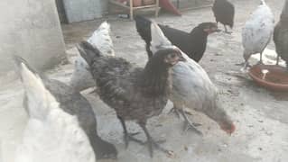 Australorp Heritage Pure Blood line