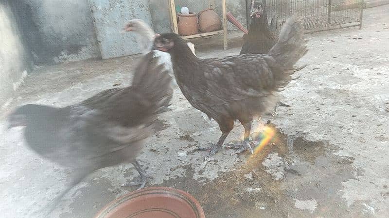 Australorp Heritage Pure Blood line 1