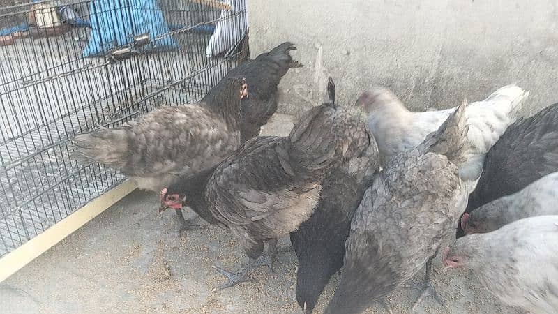 Australorp Heritage Pure Blood line 2